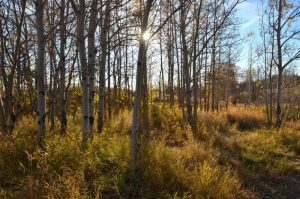 autumn light, calgary