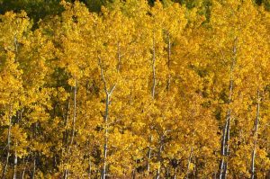 golden shine, clgary