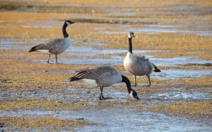 golden time, edmonton, canada