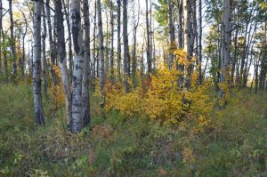 harmony of autumn, clgary