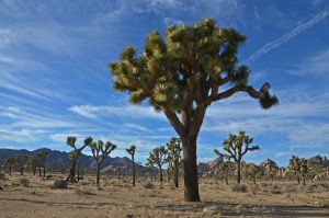 jashua three, usa 02