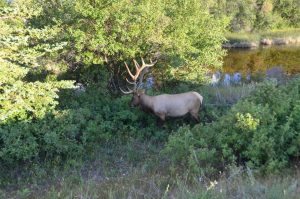 jasper national park, canada