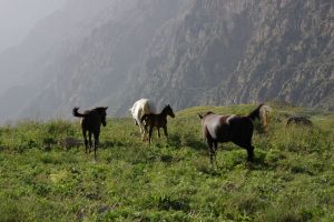 sprit of freedom, dena, iran