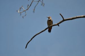 stillness, calgary, canada
