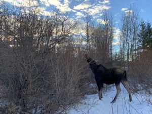 survivor of the north