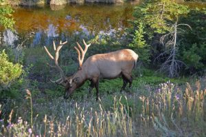where light touches the wild, jasper, canada