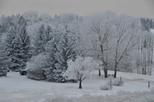 white coldness, calgary, canada